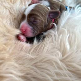 Australian Labradoodle Puppies from Novalie Australian Labradoodles