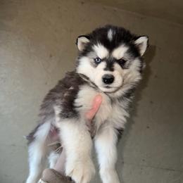 Boy 1 - Black and white male Siberian Husky puppy in Iron River, Wisconsin from Wiemeri Siberians