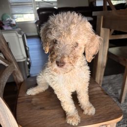 Boy 7 - Apricot male Aussiedoodle puppy in Florida from Doodles & Danes