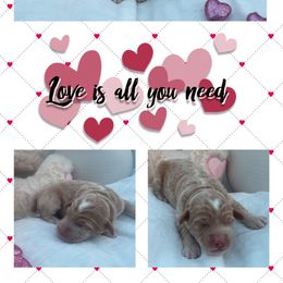 Cupid - Apricot Goldendoodle puppy in Charlotte, North Carolina from Hopeful Heart Doodles