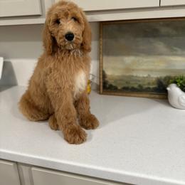Goldendoodle puppies from Valentine Kennels
