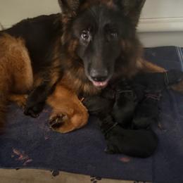Girl 3 - Black and red female German Shepherd puppy in New York from Spitze German Shepherds