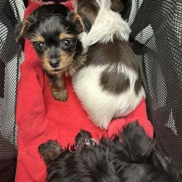 Yorkshire Terrier Puppies from Glass Hill Yorkies