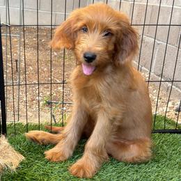 Chanel - Red  female Goldendoodle puppy in Las Vegas, Nevada from Puppies of the West