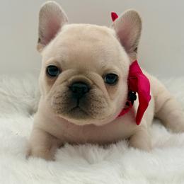 Kendall - Cream female French Bulldog puppy in Largo, Florida from Big Daddy Frenchies