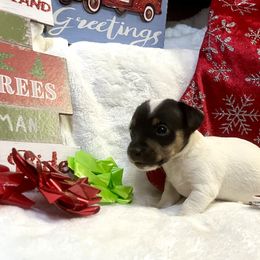 Border Collie and Jack Russell Terrier Puppies from CP FARMS BORDER COLLIES N JACKS CORP