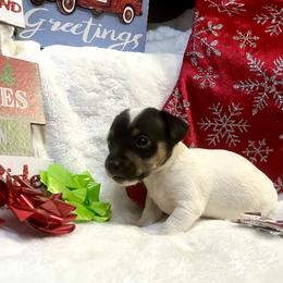 Border Collie and Jack Russell Terrier Puppies from CP FARMS BORDER COLLIES N JACKS CORP