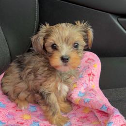 Febi - Sable female Yorkshire Terrier puppy in Navarre, Florida from KAYY services