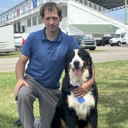 Olive - Bernese Mountain Dog