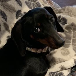Maisy - Dachshund