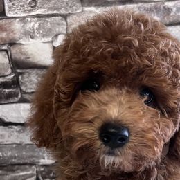 Poodles from Darlynda May