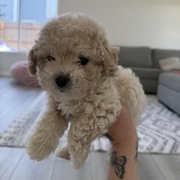 Poodle Puppies from Cuddle paws poodles