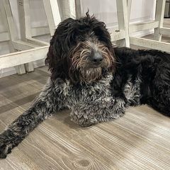 Bordoodles and Poodles from TopPaw Poodles