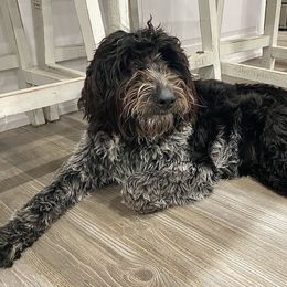 Bordoodles and Poodles from TopPaw Poodles