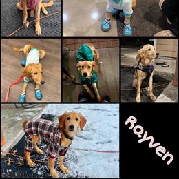 Rayven - Light golden female Golden Retriever puppy in Sedalia, Missouri from Bee’s Retrievers