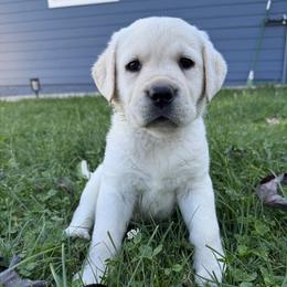Purple - Yellow female Labrador Retriever puppy in Medford, Oregon from Valley View English Labs