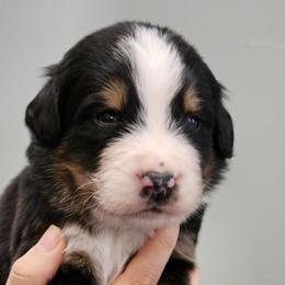 Boy 1 - Black rust and white male Bernese Mountain Dog puppy in Brattleboro, Vermont from Jill Stahl Tyler
