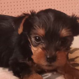 Yorkshire Terriers from Yorkie Royals