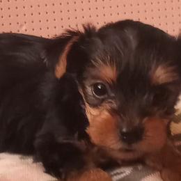 Yorkshire Terriers from Yorkie Royals