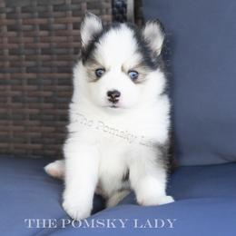 Jacob - Black and white male Pomsky puppy in Princeton, Texas from Pomsky Lady