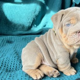 Bulldog Puppies from Pikabullz