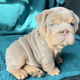 Bulldog Puppies from Pikabullz
