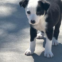 Girl 447 - Black and white female Border Collie puppy in Temecula, California from West Coast Border Collies