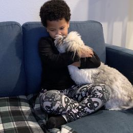 Shih Tzu Puppies from Willow Lane Shih Tzus