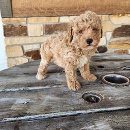 Charlie - Apricot male Poodle puppy in Apex, North Carolina from Happy puppies