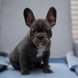Edward - Blue male French Bulldog puppy in Austin, Texas from Ward's Frenchies 2 Yours