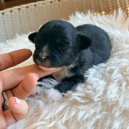 Tim - Black tri male Toy Australian Shepherd puppy in Russellville, Arkansas from Rockin H Aussies