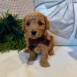 Arthur Montgomery - male Cavapoochon puppy in Lucas, Ohio from Apricot Lane Puppy