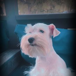 Dolly - Miniature Schnauzer