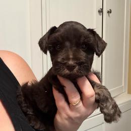 Ross - Liver male Miniature Schnauzer puppy in Tacoma, Washington from AKC Nordwest Schnauzers
