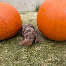 Chocolate Dapple Krystal lite - Dapple female Dachshund puppy in Springfield, Ohio from LUXEYPUPS