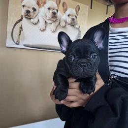 New Jack City - Black male French Bulldog puppy in Wisconsin from Shameless Bulldogs LLC
