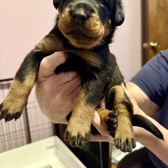 Purple Collar - A Litter - Black and tan female Beauceron puppy in Sterling, Illinois from Beaucerons of Tempete De Hope