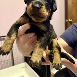 Purple Collar - A Litter - Black and tan female Beauceron puppy in Sterling, Illinois from Beaucerons of Tempete De Hope
