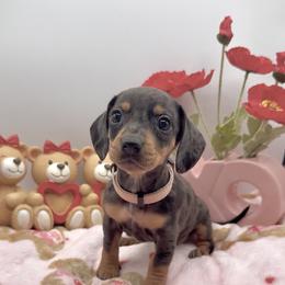 Light pink - Dapple female Dachshund puppy in Goodyear, Arizona from AZ Royal Doxies llc