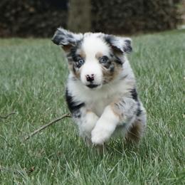 Edwin - Blue merle male Australian Shepherd puppy in Holmesville, Ohio from Coffee Run Spring at Miller Farms