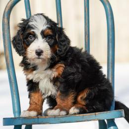 Arrow - Tri-color male Bernedoodle puppy in Dundee, Ohio from Down Home Doodle