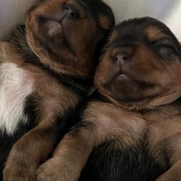 Great Danes and Yorkshire Terriers from Graham’s Danes/Yorkies