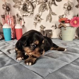 Honey - Black and gold female Yorkshire Terrier puppy in Callahan, Florida from Nikki's Precious Yorkies