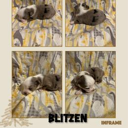 Blitzen - Blue tri male Toy Australian Shepherd puppy in Menan, Idaho from Teton Toy Aussies