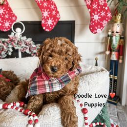 Jelly roll - Red  male Goldendoodle puppy in Utah from Doodle Love ❤️ Goldendoodle puppies