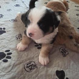 Scout - Blue merle and white female American Corgi puppy in China Spring, Texas from Red Beanie Corgis