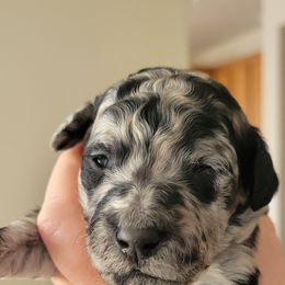 Goldendoodle Puppies from Sancass'd Goldendoodles