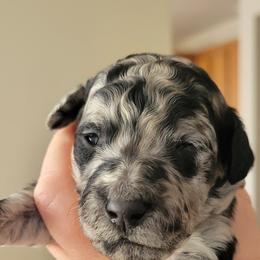 Goldendoodle Puppies from Sancass'd Goldendoodles
