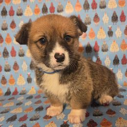 Blue Male - Red male Pembroke Welsh Corgi puppy in Madera, California from RRR Corgis