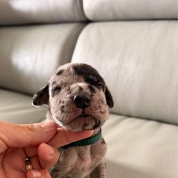 Lincoln - Merle male Great Dane puppy in Plano, Texas from Blue Thunder Danes